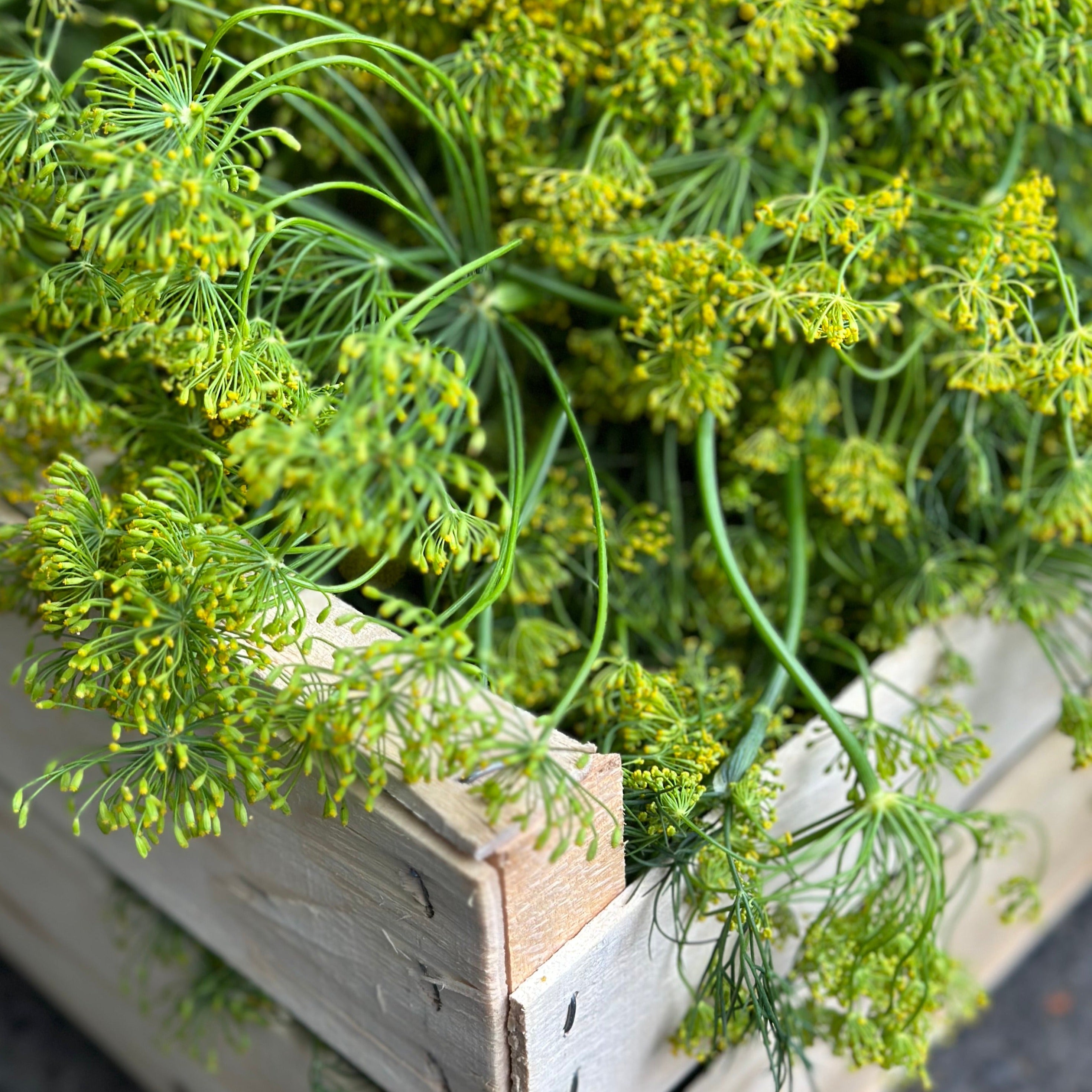 Dill mit Blüten