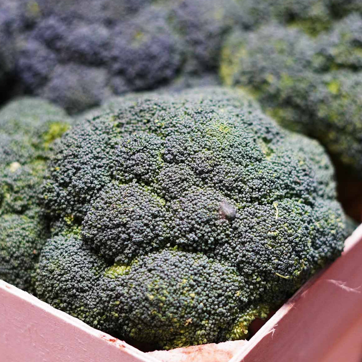 Brokkoli – deinKaninchenfutter