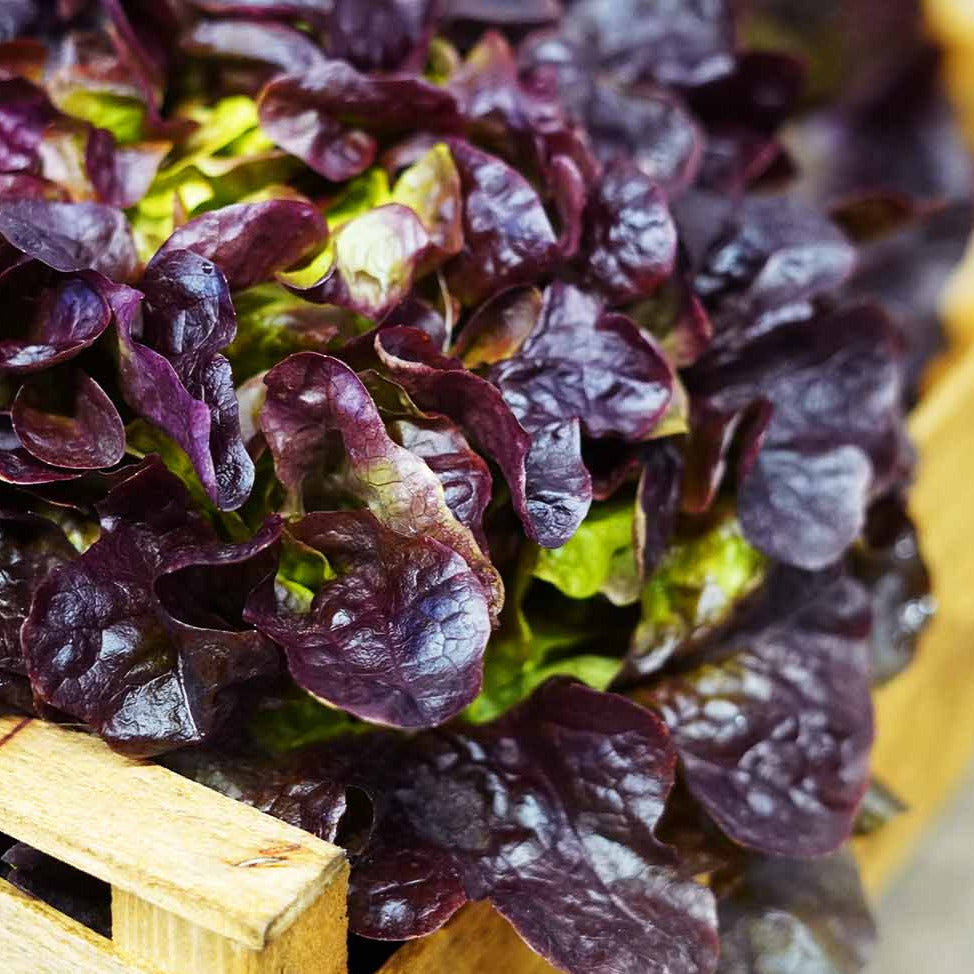 eichblattsalat aufbewahren Eichblattsalat